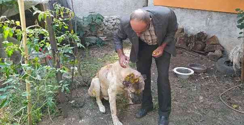 VAHŞET! CANİ KOMŞU SATIRLA KÖPEĞİ DARP  ETMİŞ.. 