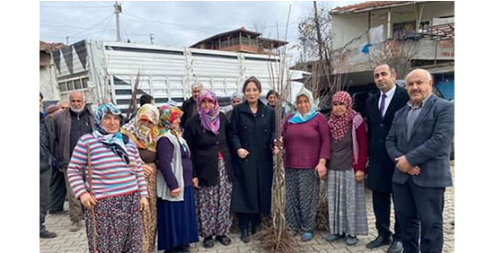 LAÇİN'DE KIZILCA ARMUT FİDANI DAĞITTILAR