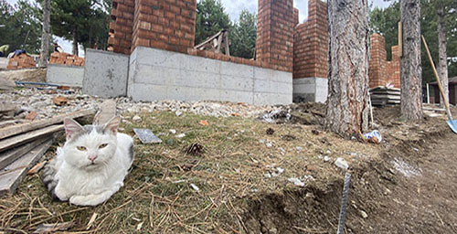 SOKAK KEDİLERİ GÜVEN ALTINDA OLACAK