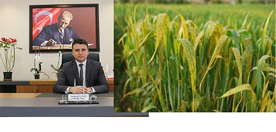 ÇORUM ÇİFTÇİSİNE HUBUBATTA HASTALIK UYARISI
